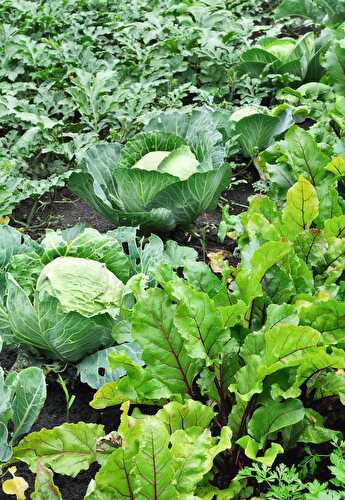 Benefits of Growing a Vegetable Garden