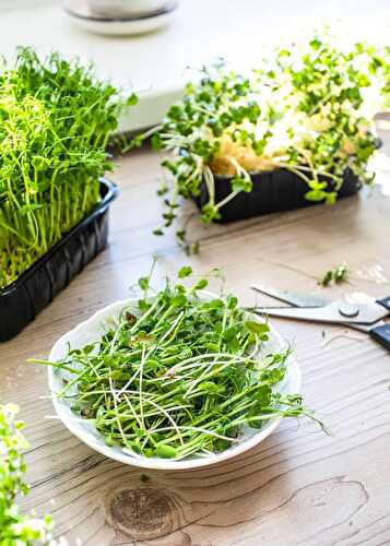 Broccoli Microgreens – All You Need to Know