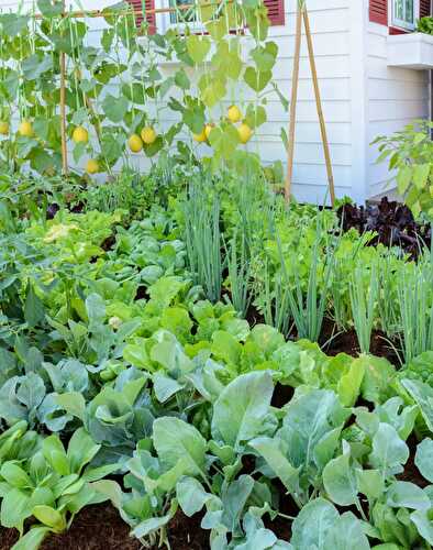 Timesaving Tips for Vegetable Gardens