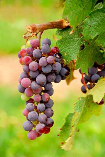 10+ Health Benefits of Grapes
