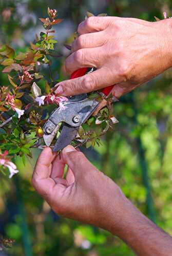 A Guide to Pruning Your Plants