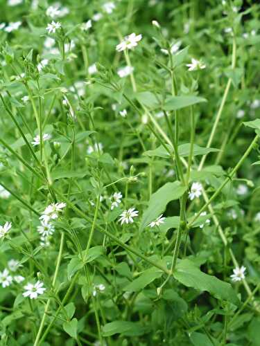 Benefits of Chickweed and its Uses