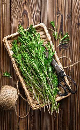 Benefits Of Rosemary Tea For Hair