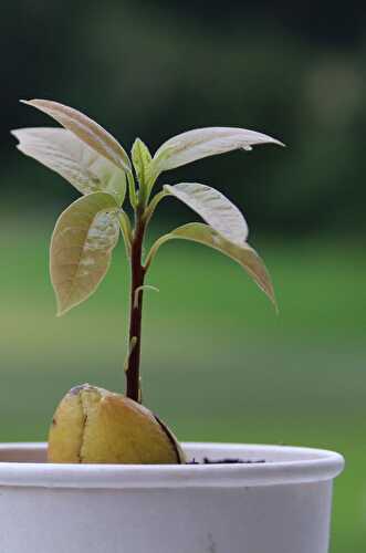 How to Grow Avocado from the Seed