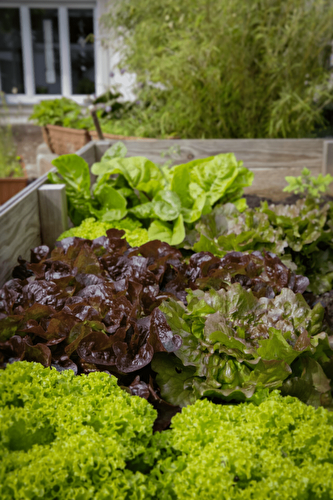 Vegetables for Raised Bed Gardens