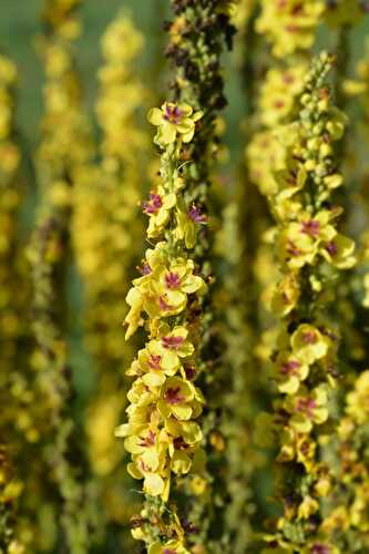 Health Benefits of Mullein