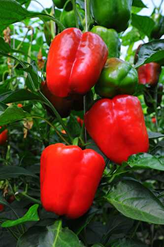 How to Grow Bell Peppers