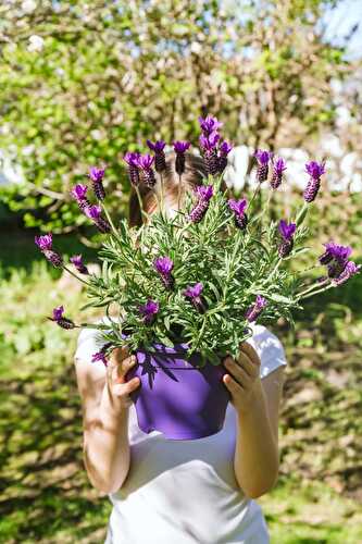 How To Grow Lavender