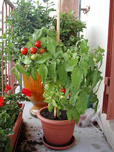 Grow a Balcony Vegetable Garden