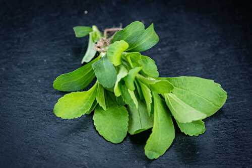 Stevia Plant: What to Know