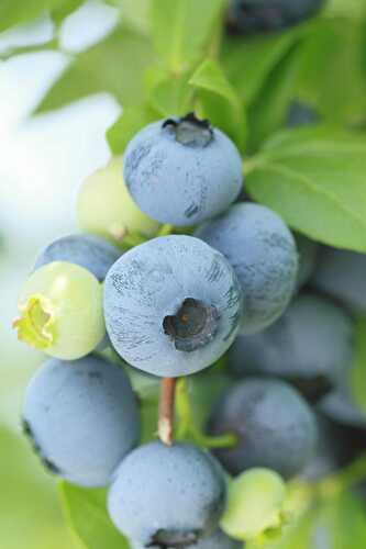 9 Incredible Health Benefits of Chandler Blueberry