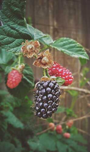 Boysenberry Nutrition and Health Benefits