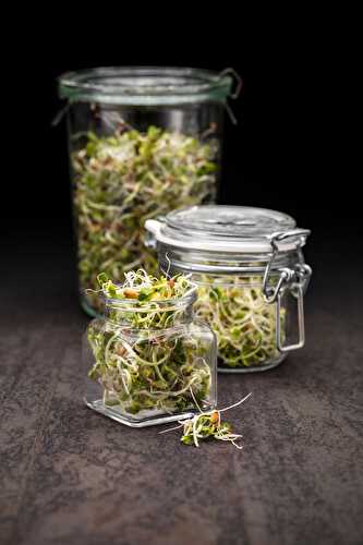 How To Grow Sprouts?