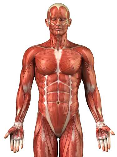 Should You Be Concerned About Muscle Health?
