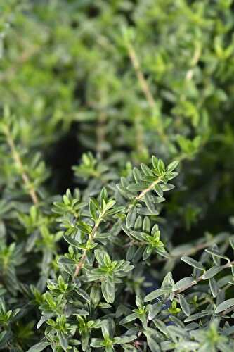 Summer Savory Benefits and Uses