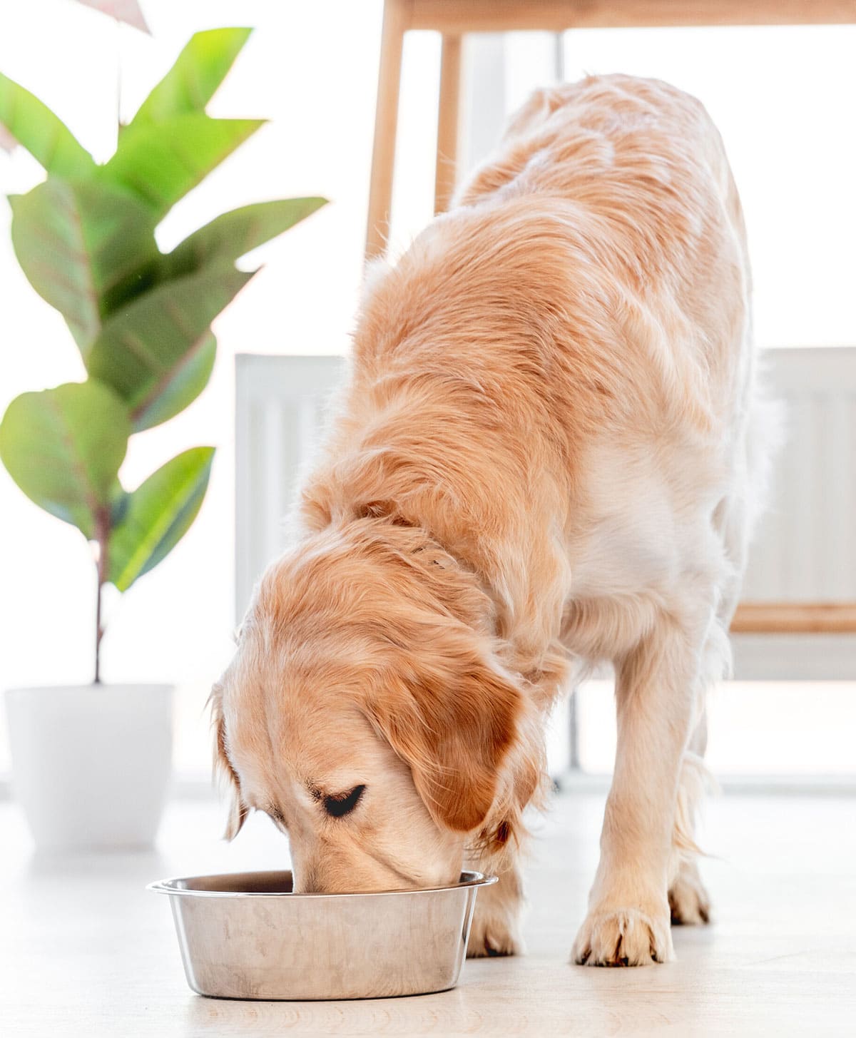 Can Dogs Eat Lima Beans