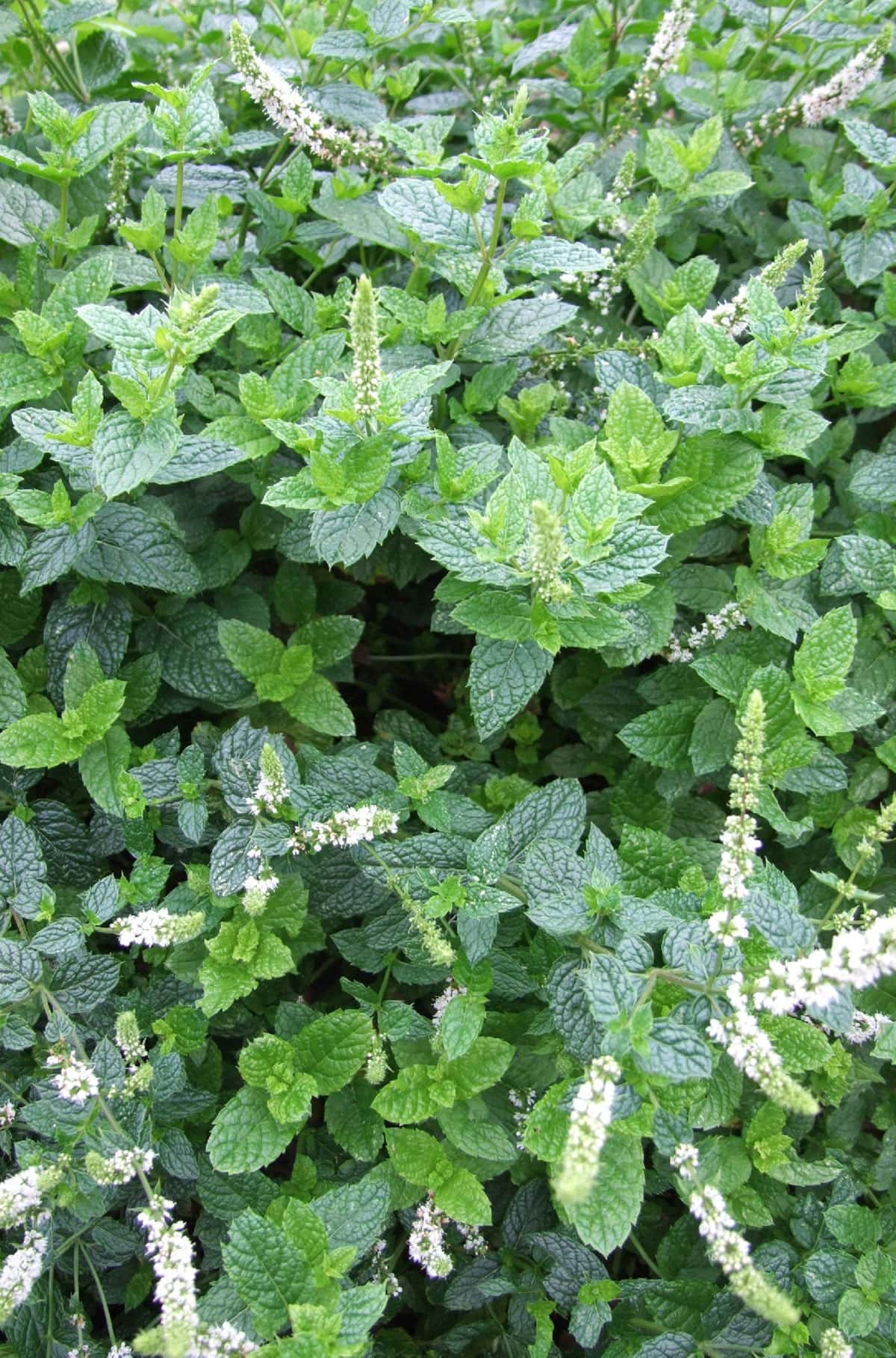 Lemon Balm Plant and Its Health Benefits