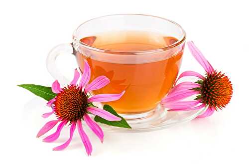 11 Proven Echinacea Tea Benefits