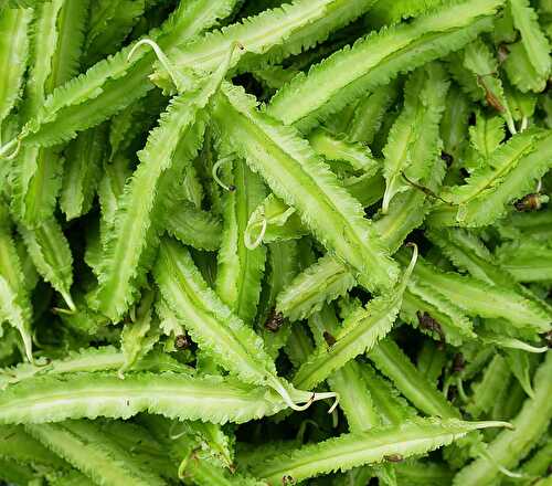 14 Surprising Benefits of Winged Beans You Should Know