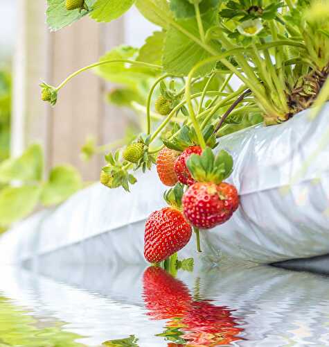 Best Fruits for Hydroponics