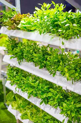 Best Hydroponic Vegetables