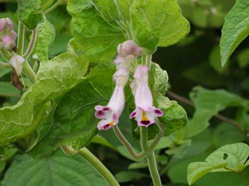 Devil’s Claw Herb: The Holy Grail of Pain Relief?