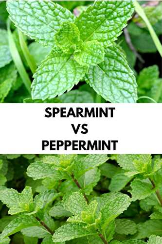 Spearmint Vs Peppermint: Differences and Health Benefits