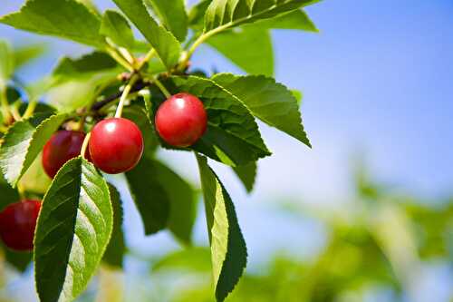 The Benefits of Tart Cherries
