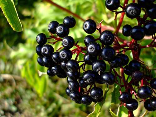 The Health Benefits Of Maqui Berries