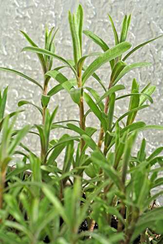 What Does Tarragon Taste Like? And Its Benefits