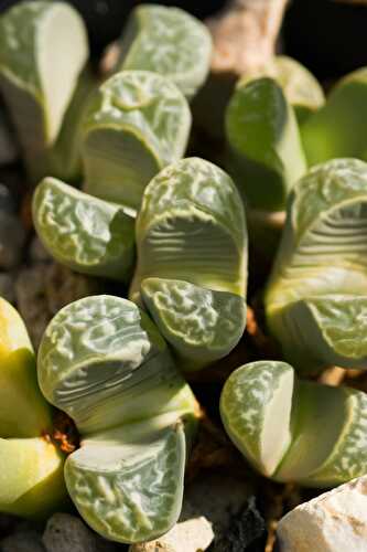 How to Grow Lithops: Living Stones