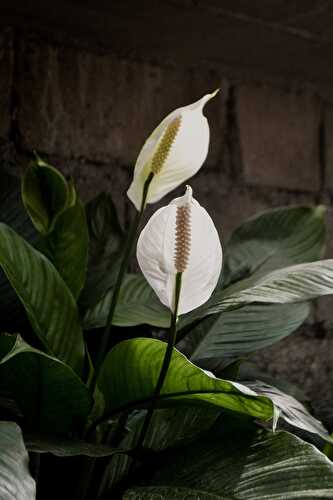 Peace Lily: A Beneficial Plant You Must Have at Home