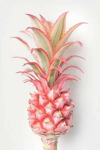 What Is Pink Pineapple?