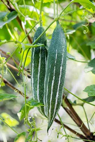 What Is the Snake Gourd?