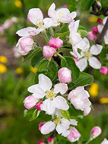 12 Fast-Growing Fruit Trees
