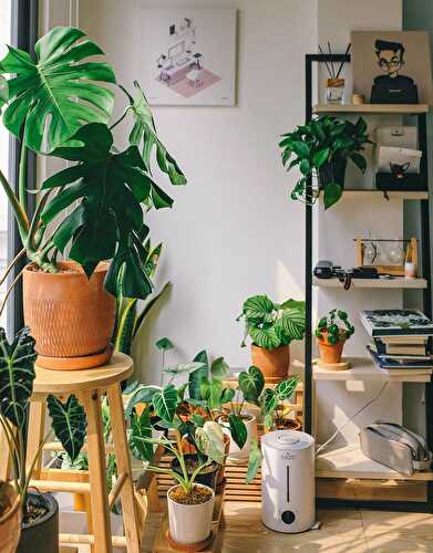 Benefits and Care of Indoor Plants