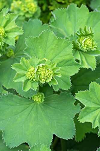 20 Powerful Benefits of Lady’s Mantle