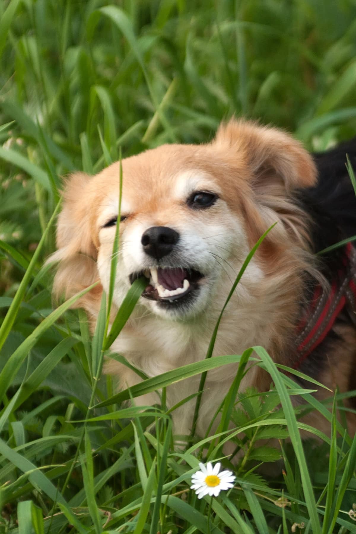 Is Lemongrass Safe for Dogs?
