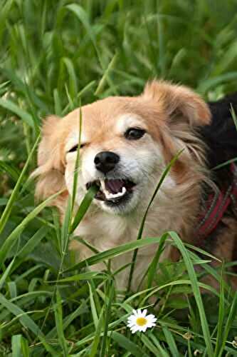 Is Lemongrass Safe for Dogs?
