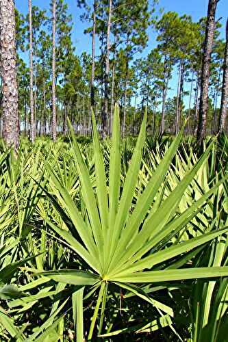 9 Saw Palmetto Benefits for Men and Women