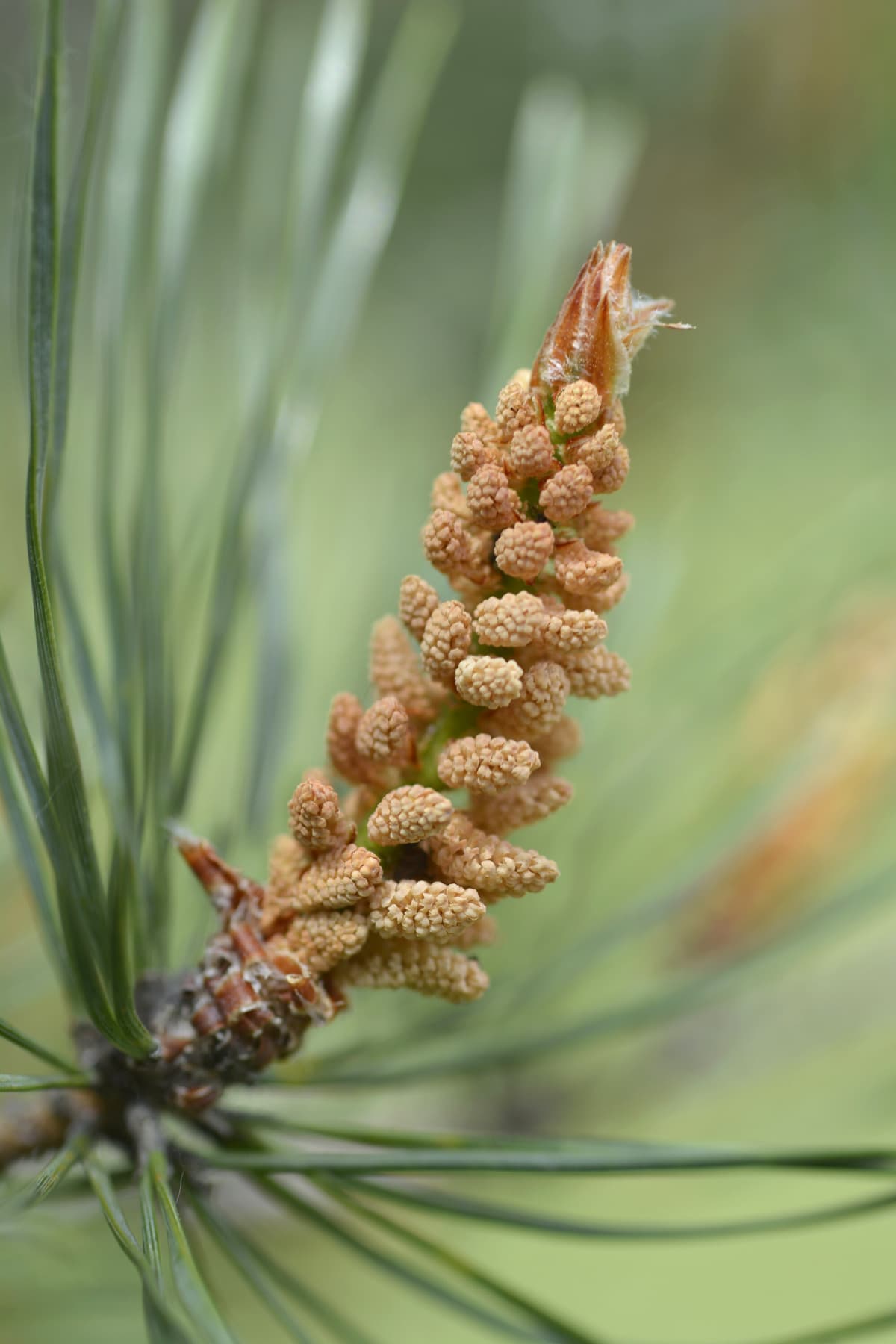 Top 11 Health Benefits of Pine Pollen