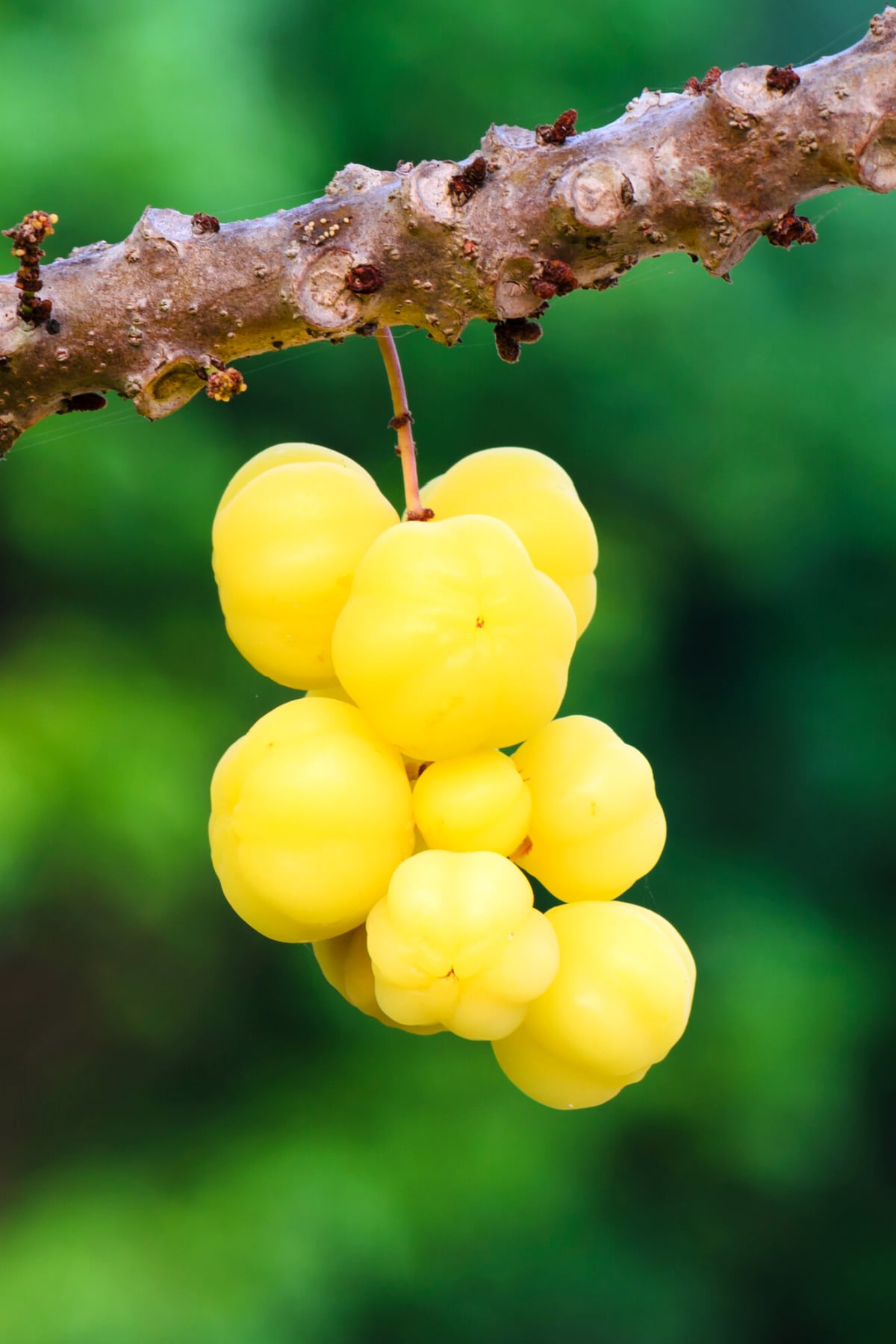 Health Benefits of Star Gooseberry (Jimbilin)