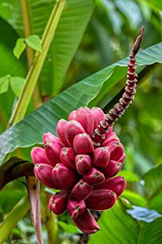 Red Banana Nutrition and Health Benefits