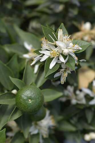 What Are Chinotto Oranges?