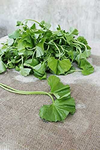 Benefits of Gotu Kola (Centella Asiatica)