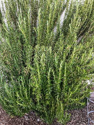 How to Store Fresh Rosemary