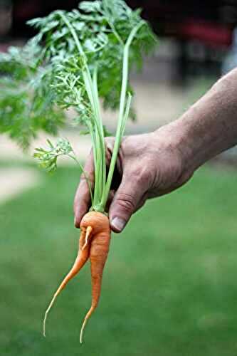 Ever wonder how carrots reproduce???
