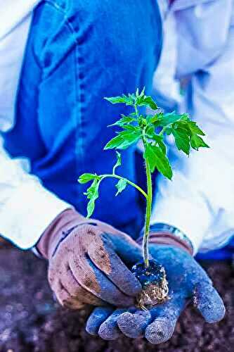 How to Grow Tomatoes