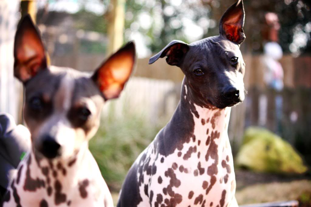 Meet Our Dogs: Harry & Punzie