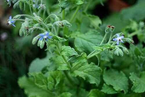 What is Borage?